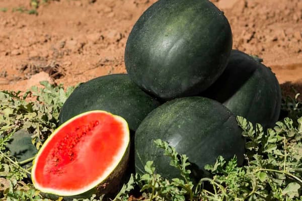 تصویر 4 از قیمت هندوانه سبز پررنگ با کیفیت ارزان + خرید عمده